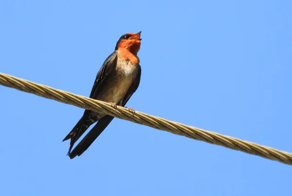 Hill Swallow (Hirundo domicola) in NuwaraEliya, Sri Lanka — Stock Photo, Image