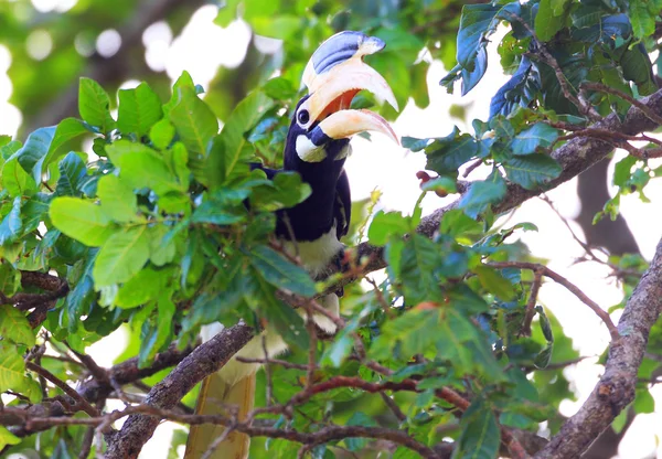 Malabar Pied Hornbill (Anthracoceros coronatus) Udawlawa , Sri Lanka — Stock Photo, Image