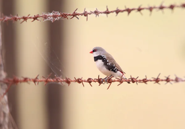 Diamond Firetail (Stagonopleura guttata) à NSW, Australie — Photo