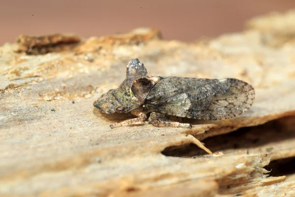 Japonya'da Japon Leafhopper (Ledra auditura) — Stok fotoğraf