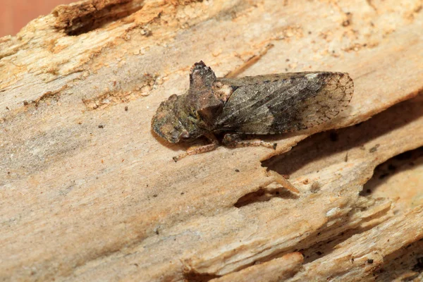 Japonya'da Japon Leafhopper (Ledra auditura) — Stok fotoğraf