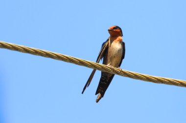 sri Lanka Hill kırlangıç (hirundo domicola)