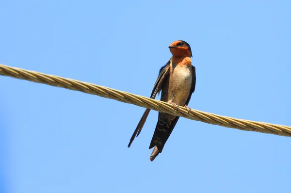 Hill Swallow (Hirundo domicola) in Sri Lanka — Stock Photo, Image