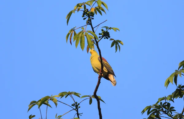 Sri Lanka grön duva (Treron pompadora) i Sri Lanka — Stockfoto