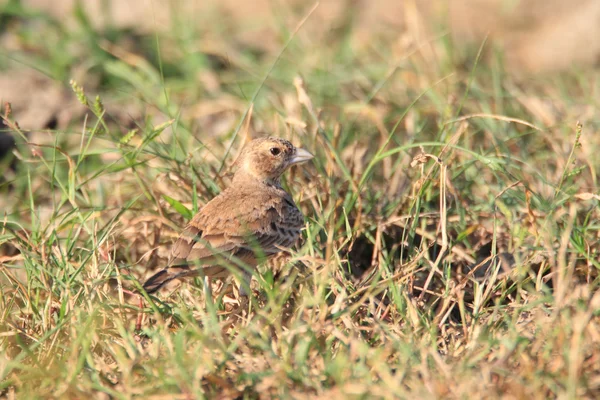 Gorrión coronado con ceniza (Eremopterix griseus) en Sri Lanka — Foto de Stock