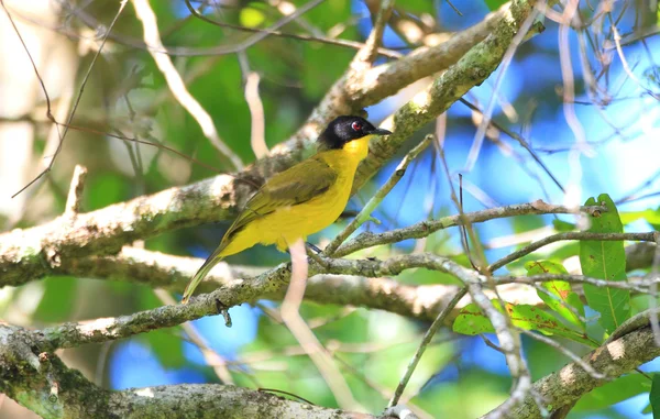 스리랑카에서 블랙 출장 Bulbul (Pycnonotus melanicterus) — 스톡 사진