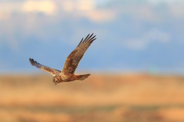 Japonya'da uçan Doğu marsh harrier (sirk spilonotus)