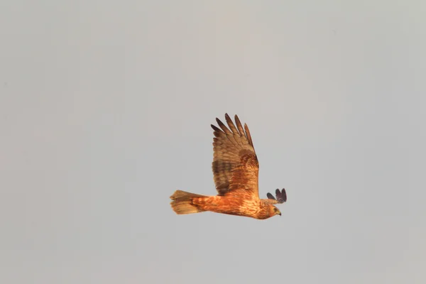 Rohrweihe (circus spilonotus) fliegt in Japan — Stockfoto