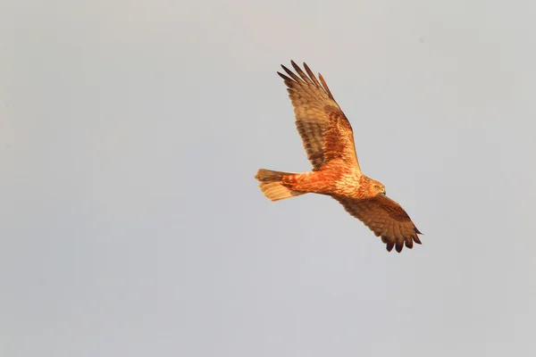 チュウヒ (サーカス spilonotus) 日本で飛んで — ストック写真