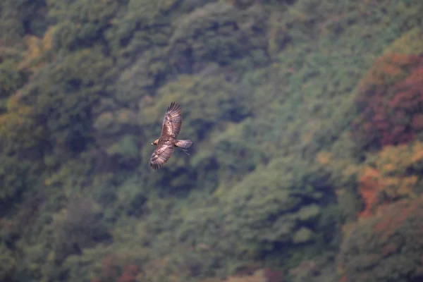 Águila real (Aquila chrysaetos) volando en Japón — Foto de Stock