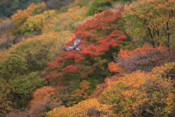 Golden eagle (Aquila chrysaetos) flying In Japan — Stock Photo, Image