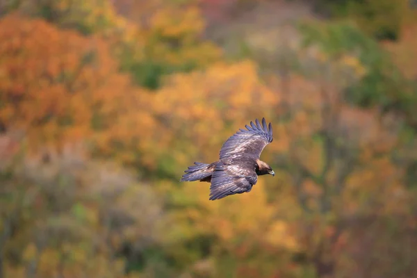 Golden eagle (Aquila chrysaetos) flying In Japan — Stock Photo, Image