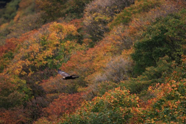 Golden eagle (Aquila chrysaetos) flying In Japan — Stock Photo, Image