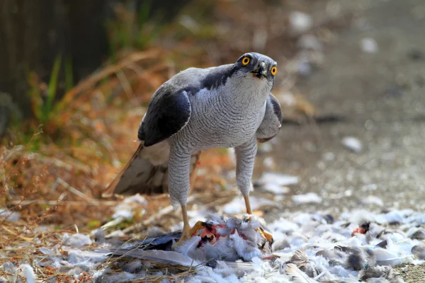 Northern Goshawk (Accipiter gentilis) eating dove in Japan — Stock Photo, Image