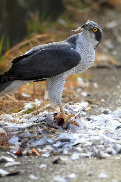 Habicht (accipiter gentilis) frisst Taube in Japan — Stockfoto