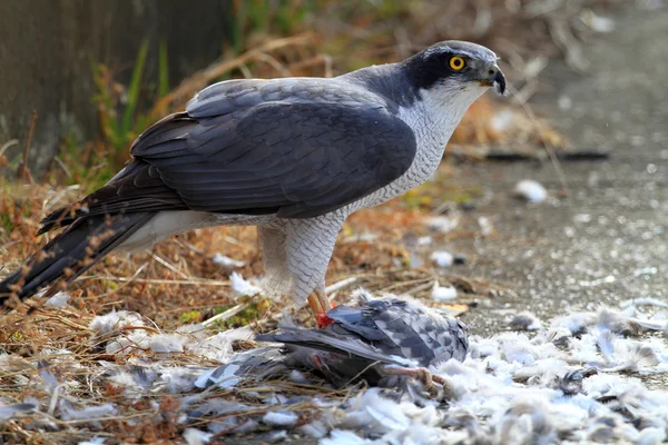 日本の鳩北部オオタカ (オオタカ因) 食べる — ストック写真
