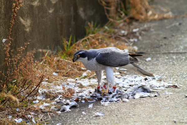 在日本北部的苍鹰 (鹰 gentilis) 吃鸽子 — 图库照片