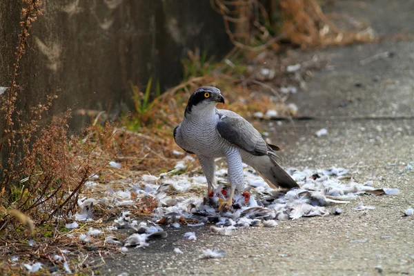 Northern Goshawk (Accipiter gentilis) eating dove in Japan — Stock Photo, Image