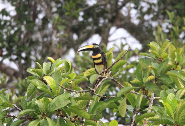 Aracari (Pteroglossus pluricinctus) in Ecuador — Foto Stock