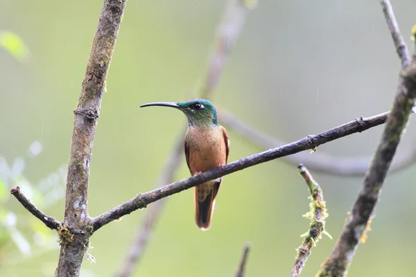 Fawn-breasted Brilhante (Heliodoxa rubinoides) em Equador — Fotografia de Stock