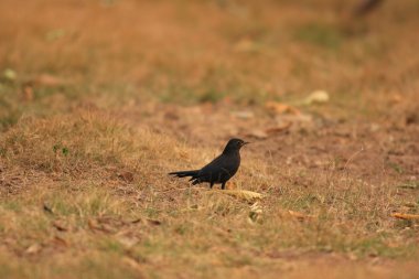 Güney Çin ortak karatavuk (Turdus merula)