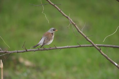 Fieldfare (Turdus pilaris) Japonya'da
