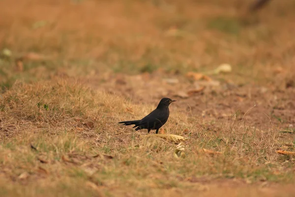 Blackbird comum (Turdus merula) no sul da China — Fotografia de Stock