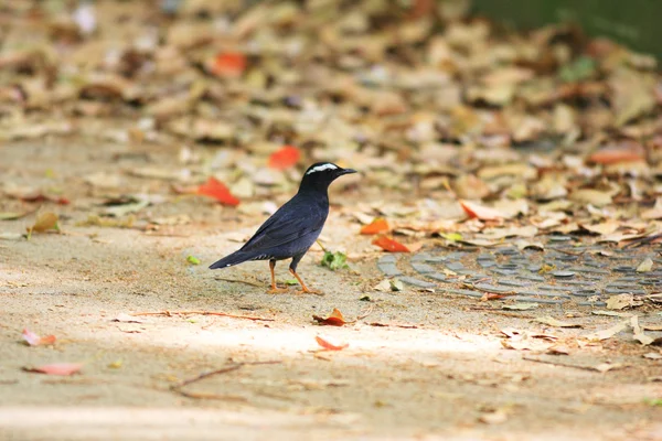 Tordo siberiano (Geokichla sibirica) no Japão — Fotografia de Stock