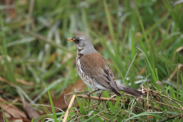 Fieldfare (Turdus pilaris) en Japón —  Fotos de Stock