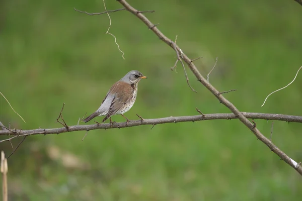 Κεδρότσιχλα (Turdus pilaris) στην Ιαπωνία — Φωτογραφία Αρχείου