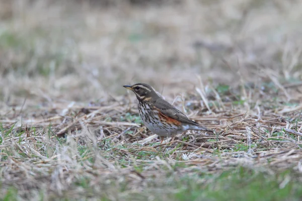 Tordo rojo (Turdus iliacus) en Japón — Foto de Stock