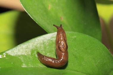 Threeband gardenslug (Lehmannia valentiana), Japonya