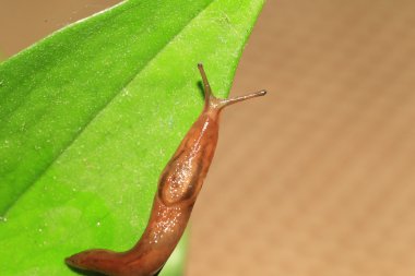 Threeband gardenslug (Lehmannia valentiana), Japonya