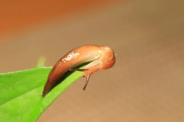 일본에서 Threeband gardenslug (Lehmannia valentiana) — 스톡 사진