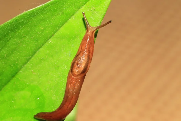 Threeband gardenslug (Lehmannia valentiana) 在日本 — 图库照片