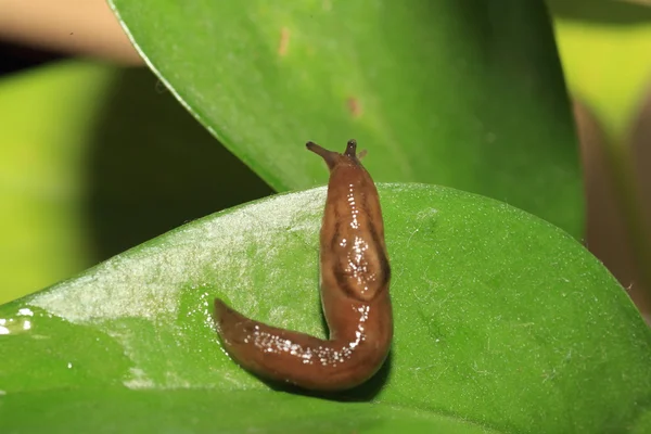 Threeband gardenslug (Lehmannia valentiana) 在日本 — 图库照片