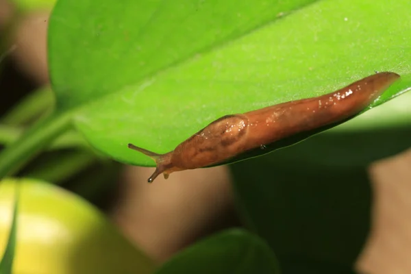 Threeband gardenslug (Lehmannia valentiana) em Japão — Fotografia de Stock