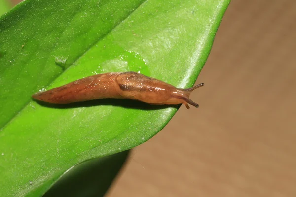 Threeband gardenslug (Lehmannia valentiana) 在日本 — 图库照片