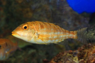 Mavi şeritli balığı (Lutjanus kasmira), Japonya