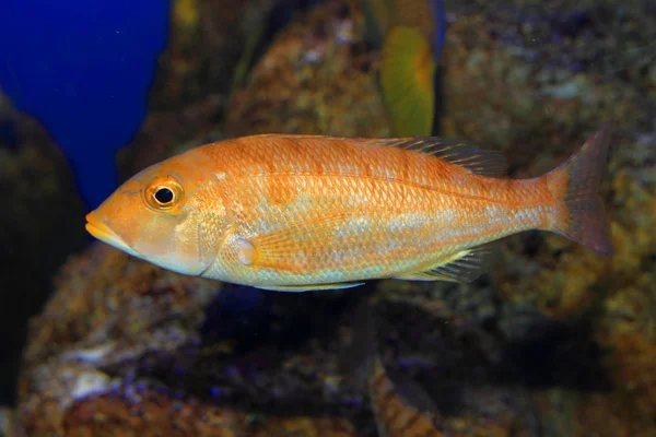 Blau gebänderter Schnapper (lutjanus kasmira) in Japan — Stockfoto