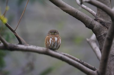 Orta Çin yakalı Owlet (Glaucidium brodiei)