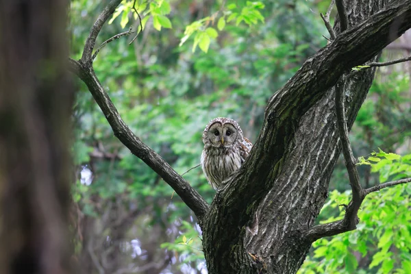 Hibou de l'Oural (Strix uralensis fuscescens) au Japon — Photo