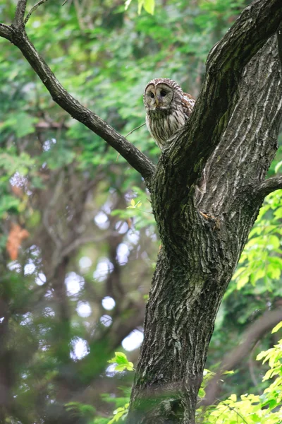Ural Owl (Strix uralensis fuscescens) in Giappone — Foto Stock
