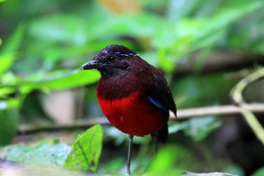 Sumatra, Endonezya zarif pide (Erythropitta venusta)