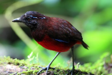 Sumatra, Endonezya zarif pide (Erythropitta venusta)