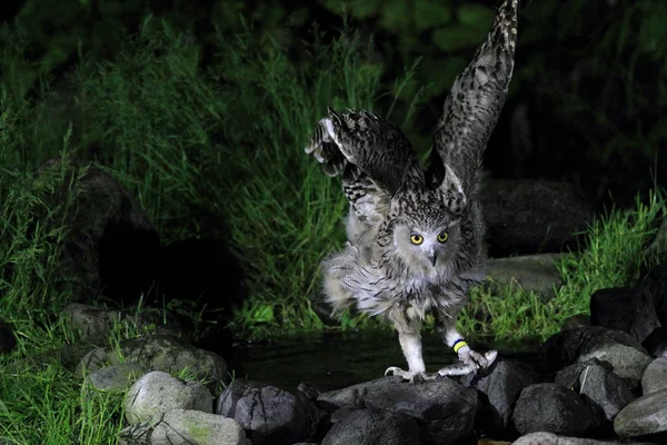 Gufo di pesce di Blakiston Bubo blakistoni a Hokkaido, Giappone — Foto Stock