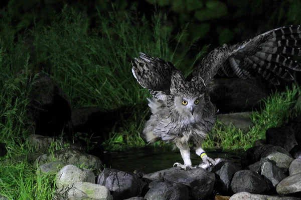 Gufo di pesce di Blakiston Bubo blakistoni a Hokkaido, Giappone — Foto Stock