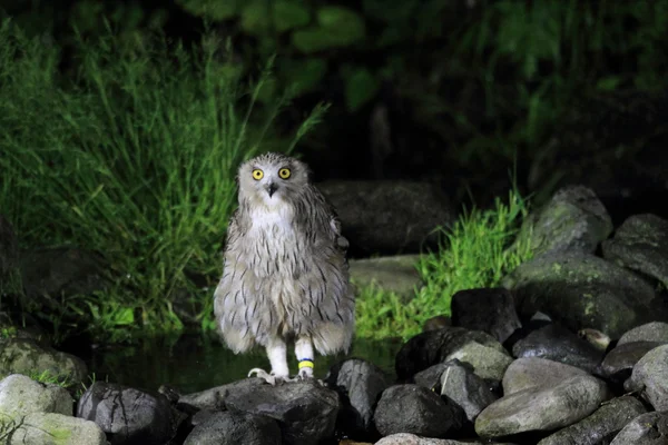 Blakiston 's Fish Owl Bubo blakistoni em Hokkaido, Japão — Fotografia de Stock