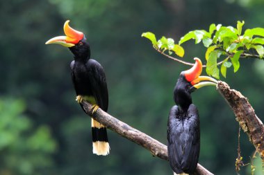 Rhinoceros Hornbill (Buceros rhinoceros) in Sumatra, Indonesia clipart