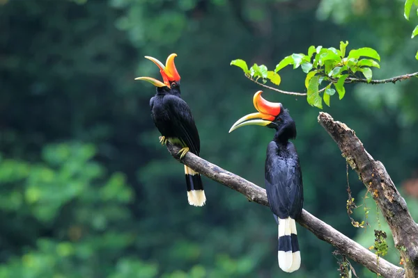 Rhinoceros Hornbill (Buceros rhinoceros) in Sumatra, Indonesia — Stock Photo, Image